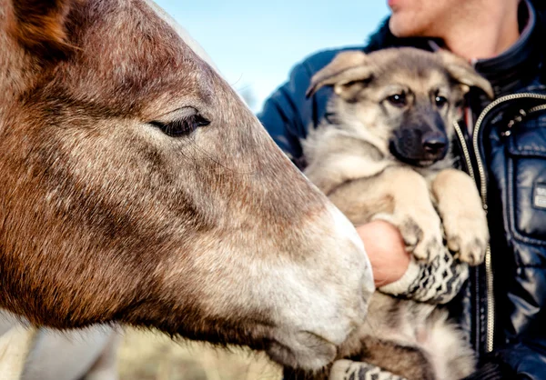 Primer plano de bozal de caballo y cachorro — Foto de Stock