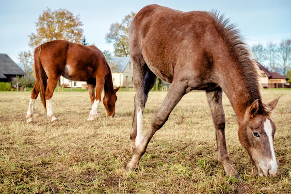 Chevaux bruns se nourrissant à l'extérieur — Photo