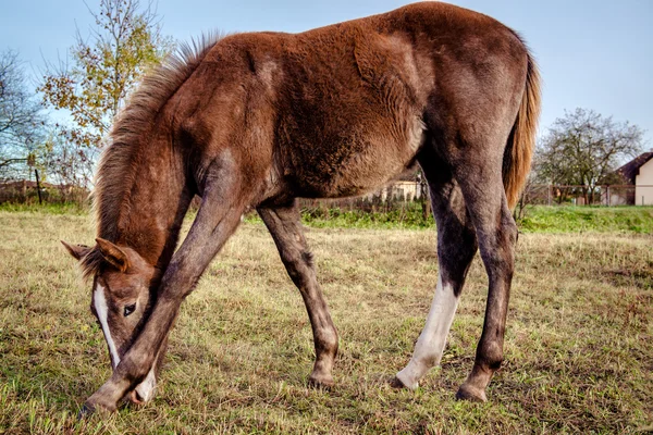 匹棕色的马，在户外饲养 — 图库照片