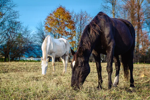 Caballos alimentándose al aire libre — Foto de Stock