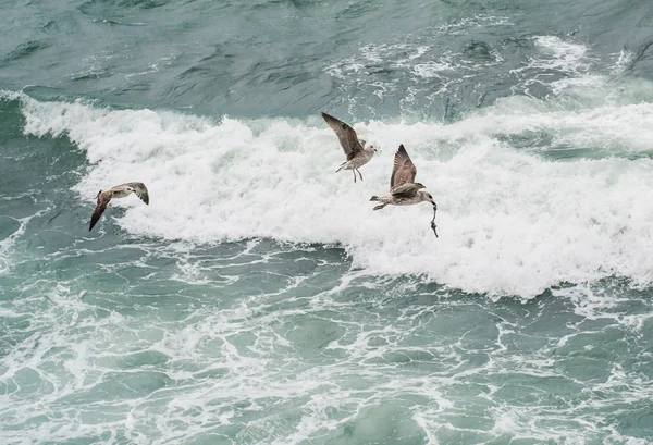 Seagulls latania nad morze — Zdjęcie stockowe