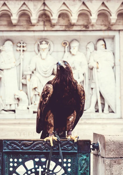 Águila —  Fotos de Stock