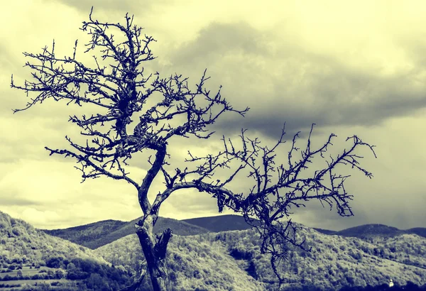 Stare drzewo. zdjęcie czarno-białe — Zdjęcie stockowe