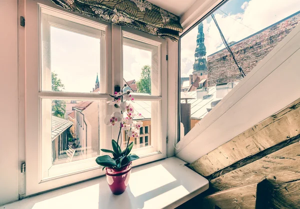 Weiße Orchideen im Topf auf sonnigem Fenstersims — Stockfoto