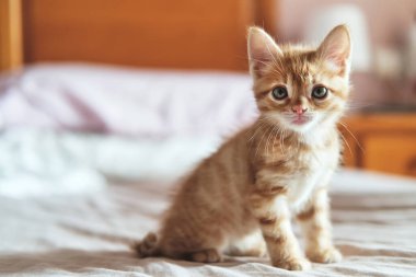 Yakın manzara, güzel kızıl kedi yavrusu yatakta poz veriyor. Hayvan ve şirin hayvan koleksiyonu konsepti