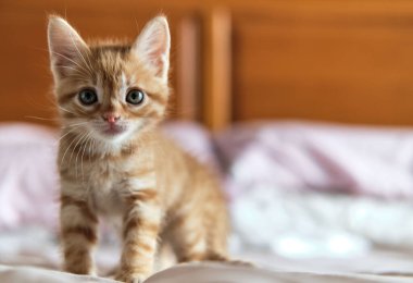 Zencefilli kedi yavrusu pozunu yatakta kapat. Evcil hayvan ve sevimli hayvan koleksiyonu konsepti