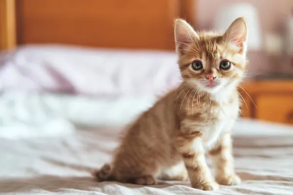 Close View Beautiful Ginger Kitten Poses Bed Pet Cute Animals — Stock Photo, Image