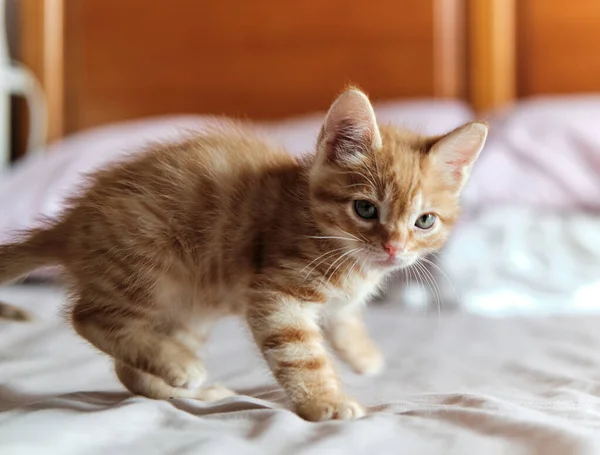 Vista Cercana Hermoso Gatito Jengibre Posa Cama Concepto Colección Mascotas —  Fotos de Stock