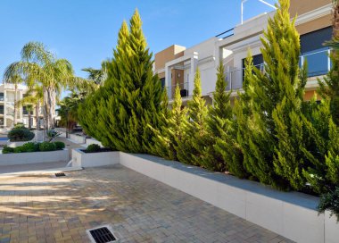 Verandada yetişen Thuja yeşil doğal yeşil ağaçlar, lüks villaların iç bahçesi. İspanya. Seyahat ve yeni zengin gayrimenkul kavramı. Costa Blanca, Alicante vilayeti