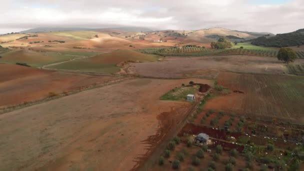 Vue Aérienne Point Vue Drone Terres Cultivées Pendant Journée Ensoleillée — Video