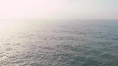 Atlantik Okyanusu üzerinde havadan panoramik manzara ufku, uçan martı ve Ponta da Piedade kaya oluşumları sarı-altın tepeler, Lagos kasabası, Portekiz 'in en ünlü turistik merkezi.