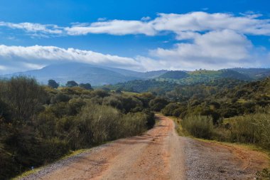Dağ sırasına giden boş kırsal yol, ekili topraklar, yeşil tepeler ve güneşli bir günde orman manzarasıyla çevrili. Endülüs. İspanya