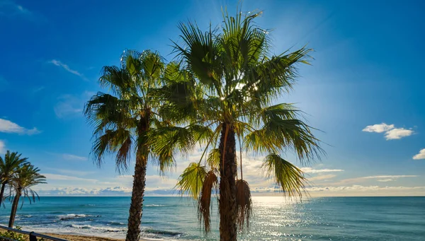 Exuberantes Palmeras Sobre Tranquilo Fondo Del Mar Mediterráneo Cielo Nublado — Foto de Stock