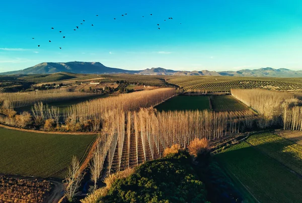 Luchtfoto Drone Standpunt Geplant Grove Bomen Rijen Landbouwvelden Landschap Van — Stockfoto