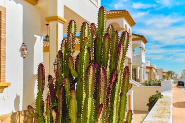 Büyük bir kaktüs manzarası var. İspanya