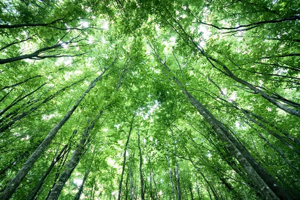 Bäume in einem Wald — Stockfoto