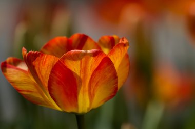 renkli Lale hidiv, istanbul