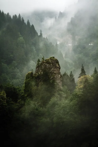 Beautiful Green Forest, Rock, Mist, Mountain Scene Stock Picture