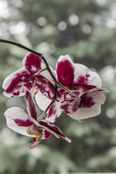 Flor de orquídea de color rojo y blanco — Foto de Stock