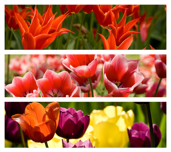 Коллаж из тюльпанов разных цветов
