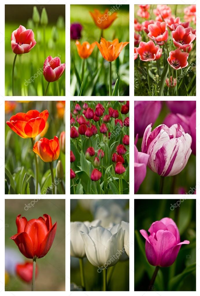 Collage from Different Colored Tulips