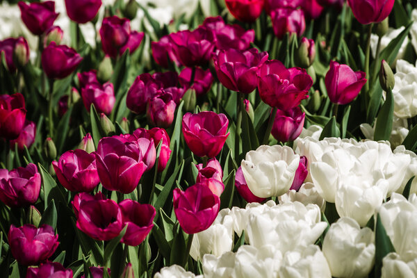 Красные и белые тюльпаны в цвету
