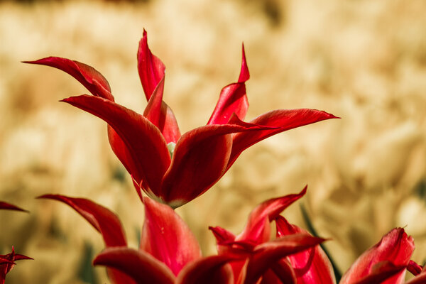 Крупный план красных тюльпанов
