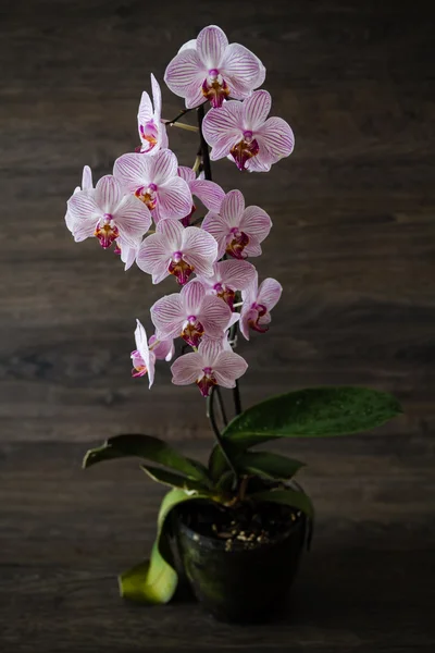 Listras cor-de-rosa na orquídea branca — Fotografia de Stock