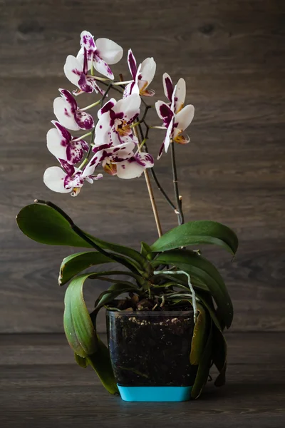 Púrpura, orquídea blanca — Foto de Stock