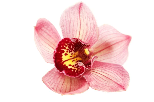 Phalaenopsis Trivento — Fotografia de Stock