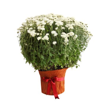 Krizantem bush
