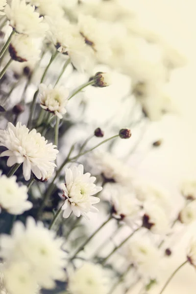 Chrysanthemum Axima — Stock Photo, Image