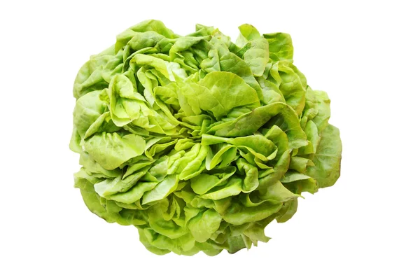 Salat-Lollo — Stockfoto
