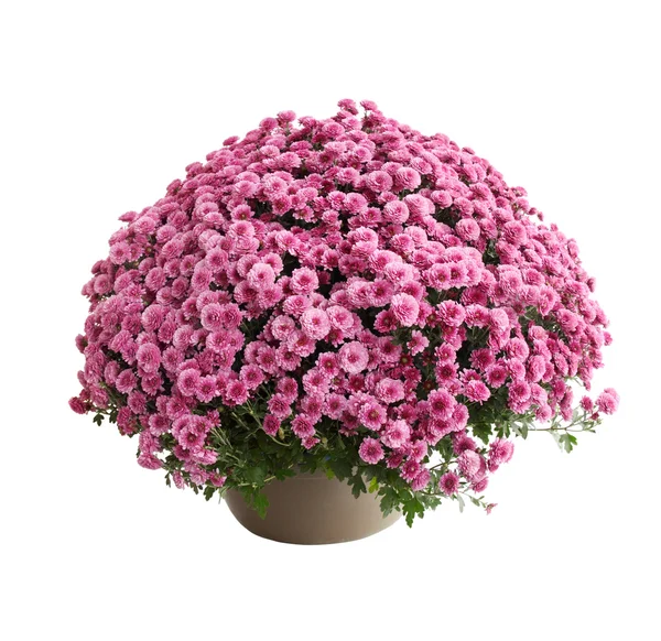 Chrysanthemum belgo lila — Stockfoto