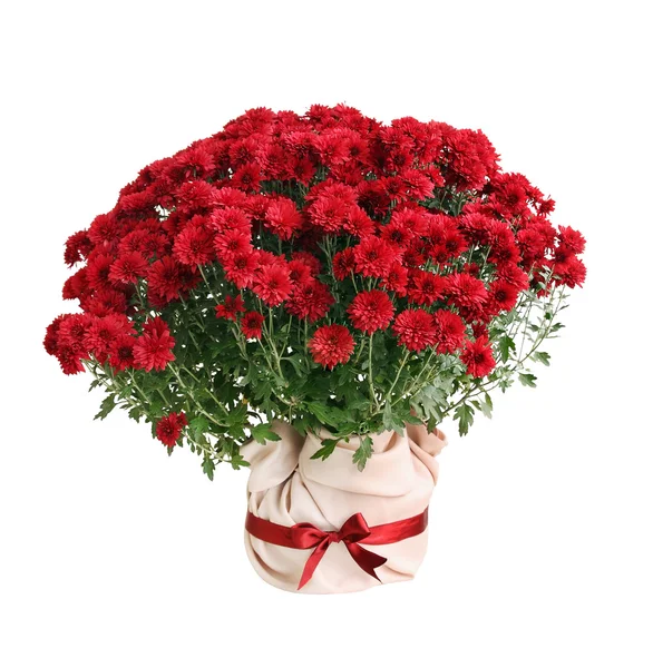 Chrysanthemum Paulo red — Stock Photo, Image