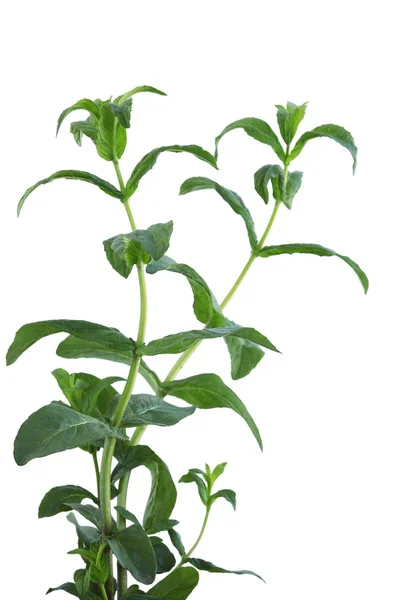 Peppermint blad — Stockfoto