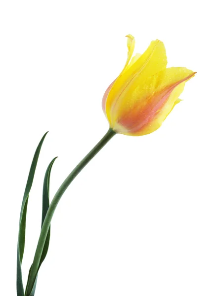 Тюльпан изолирован — стоковое фото