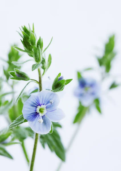 Violet wild, close-up — Stock Photo, Image