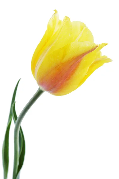 Yellow tulip isolated — Stock Photo, Image