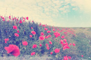 alanında kırmızı poppies, vintage