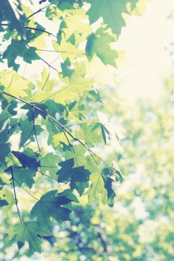 akçaağaç yaprakları