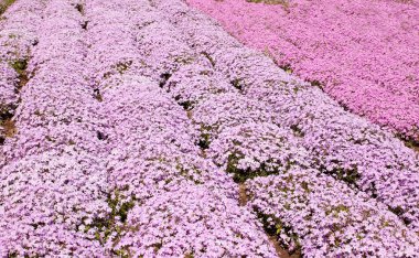 pembe phlox subulate