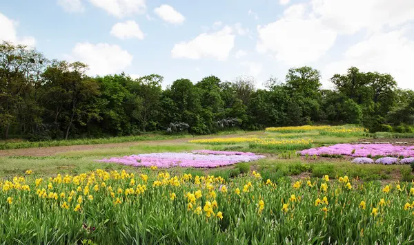 Blommande gul iris — Stockfoto
