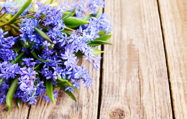 Scilla bouquet — Foto Stock