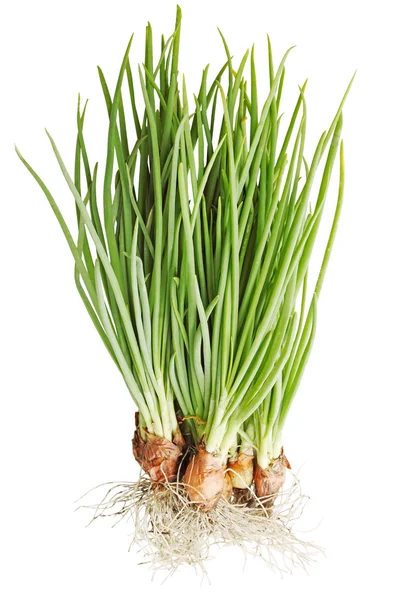 Fresh onions — Stock Photo, Image