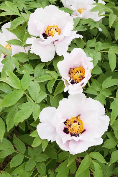 シャクヤクの花 — ストック写真