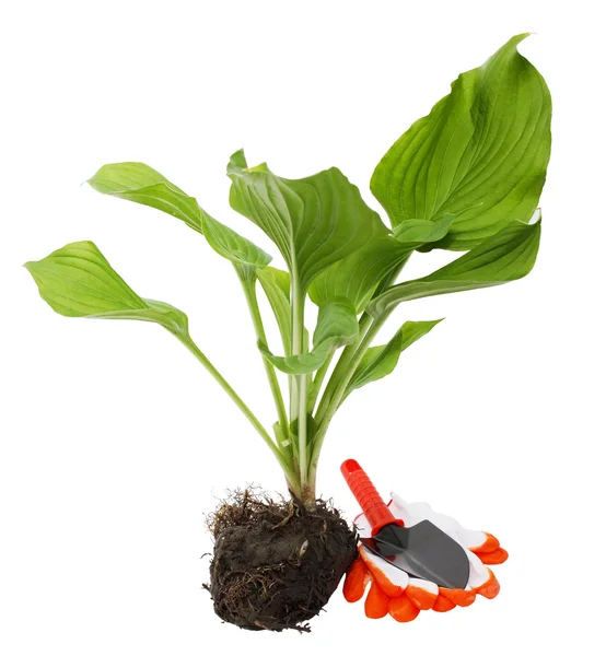 Hosta och spade — Stockfoto