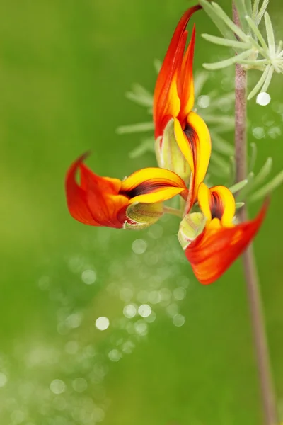 Oranžová exotická květina — Stock fotografie