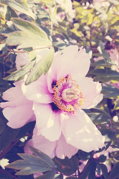 Peony tree, vintage — Stock Photo, Image