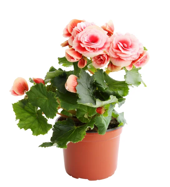 Begonia rosa — Fotografia de Stock